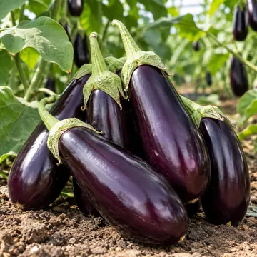 نشاء بادمجان